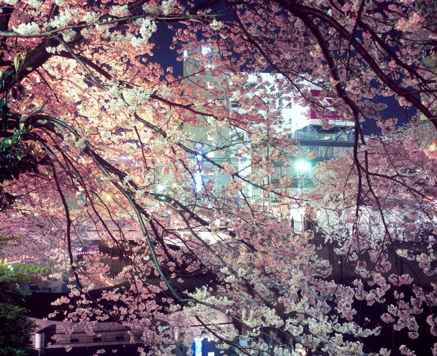 Untitled #1 (Blossoms, Yokohama), 2009